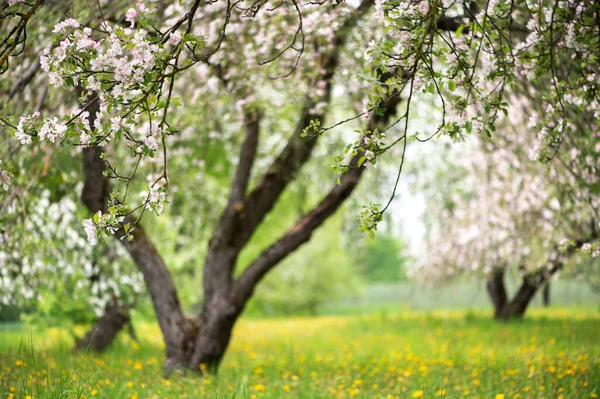 Blooming Apple Trees White Flowers Apple Trees Garden Spring Garden — Stockfoto
