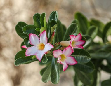 Adenium Obesum - Desert Rose. 