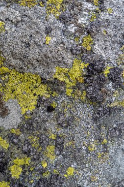 Dağ kayası dokulu arka planda yosunları kapat