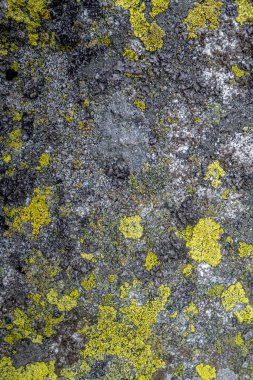 Dağ kayası dokulu arka planda yosunları kapat