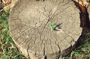 Çimenler eski bir kütüğü delip geçiyor. Dövüş. Arkaplan.