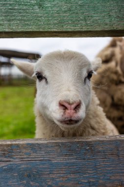 Yazın çiftlikte evcil hayvanlar