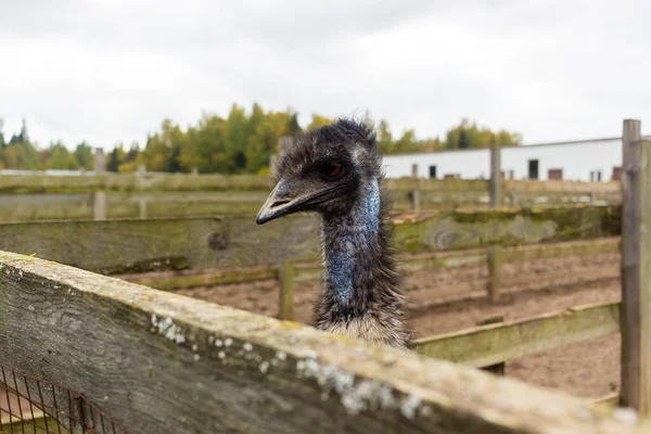 Yazın çiftlikte evcil hayvanlar