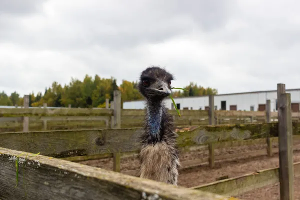 Yazın çiftlikte evcil hayvanlar