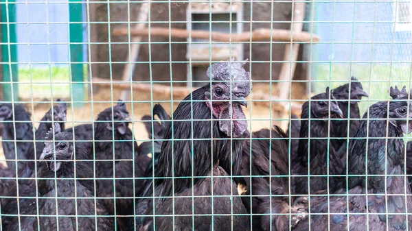 Animais Estimação Fazenda Verão — Fotografia de Stock