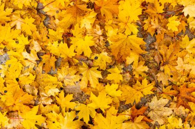 Sarı sonbahar yapraklarının arka planında akçaağaç yaprakları