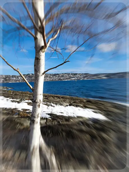 Mavi gökyüzüne karşı beyaz huş ağacı - Malmya