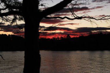 Güneşin doğuşuna karşı ağaç silueti Lysaker
