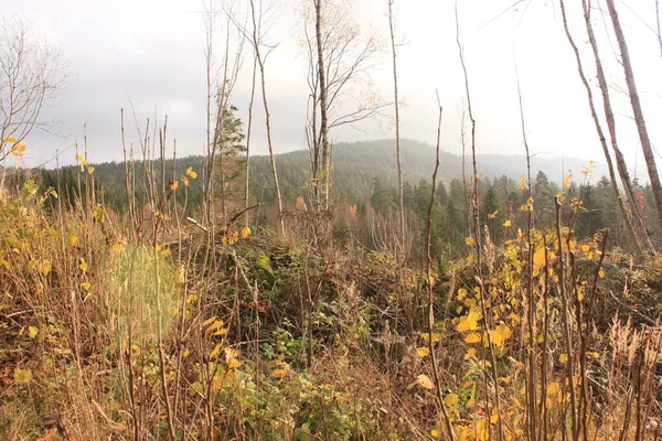 Orman bitkileri dağların arka planına karşı - Eidsfoss