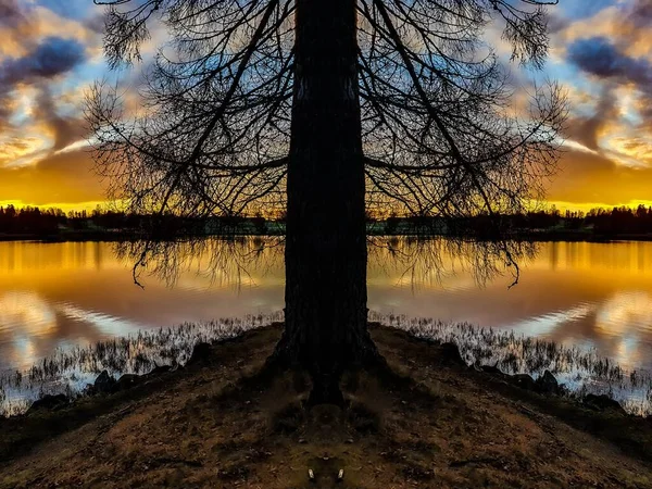 나무를 보그스 — 스톡 사진