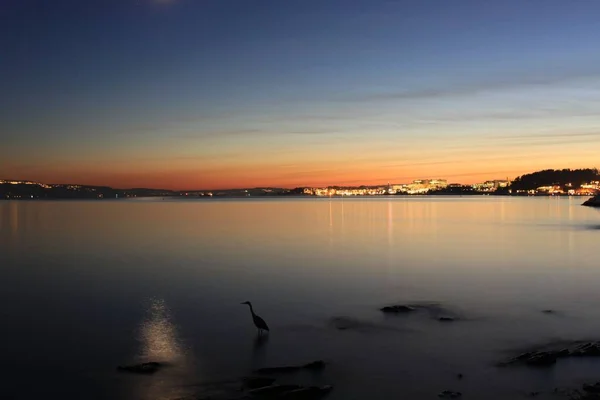 stock image silhouette of the bird at sunset - Lysaker