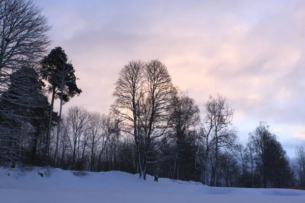 Winter Landscape Trees Oslo — Zdjęcie stockowe