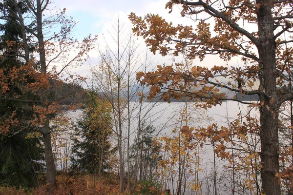 Colorful Leaves Background Lake Eidsfoss — Fotografia de Stock