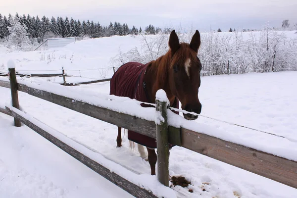 Beau Cheval Dans Paysage Enneigé Bogstad Grd — Photo