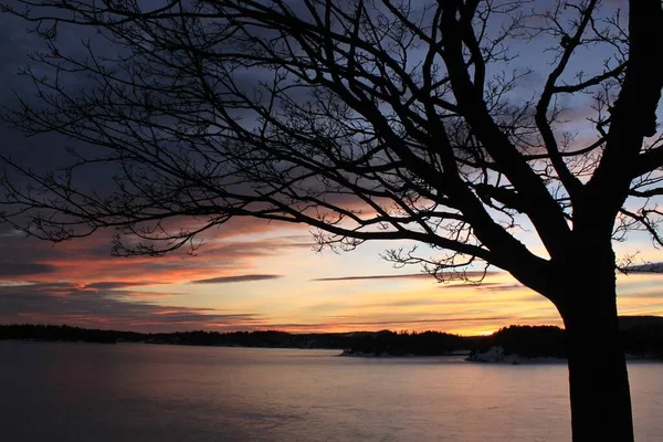 Siluet Pohon Dengan Latar Belakang Matahari Terbenam Brum — Stok Foto