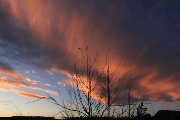雲の背景にぼやけた枝 Brum — ストック写真