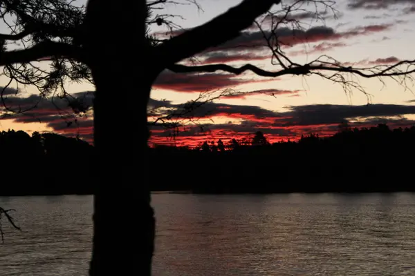 Baum Mit Sonnenuntergang Lysaker — Stockfoto