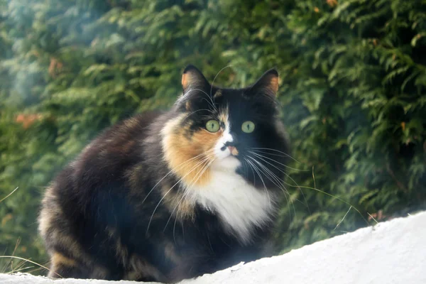 Yeşil gözlü büyük kedi