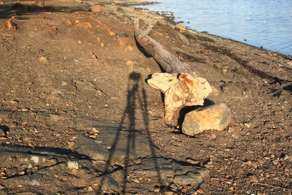 Deniz kıyısında uzanan ağaç - Fornebu