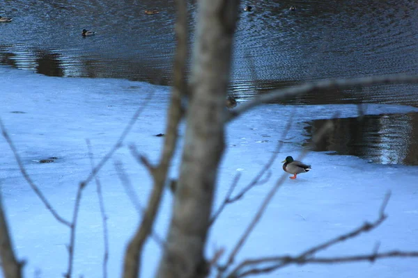 Canards Sur Lac Gelé Eiksmarka — Photo