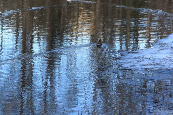 Suda yüzen ördek - Eiksmarka, Bogstadvannet