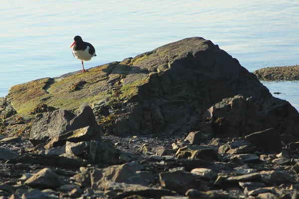 Bir kayanın üzerinde duran deniz kuşu - Lysaker