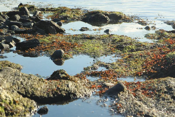 Rocks Plants Water Lysaker — Foto Stock