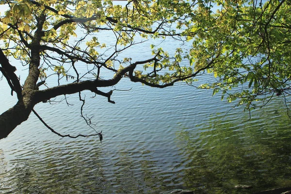Ветка Листьями Над Водой Lysaker — стоковое фото