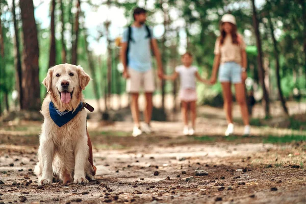 Psi Labrador Siedzi Parku Tle Tata Córką Szczęśliwa Rodzina Weekend — Zdjęcie stockowe