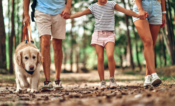 Счастливая семья с рюкзаками и собакой-лабрадором гуляют по лесу. Мама папа и их дочь на выходных. Кемпинг, путешествия, походы.