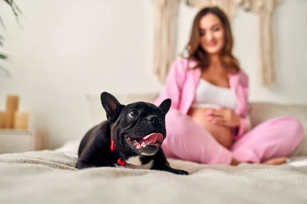 Young Pregnant Woman Sitting Bed Bedroom Her Family Friend Dog — Stock Photo, Image
