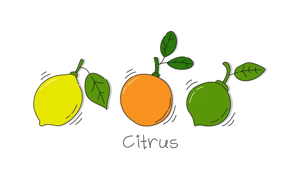 Lemon Orange Lime Fruit White Background Cartoon Sketch Graphic Design — Wektor stockowy