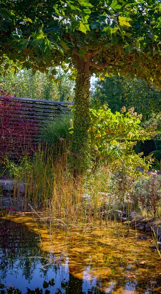 Parte Idílica Jardín Ornamental Soleado Con Estanque Bajo Árbol Otoño —  Fotos de Stock