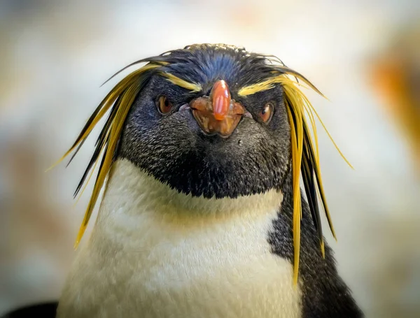 Cabeza Pingüino Rockhopper Mirando Hacia Cámara Fotos De Stock