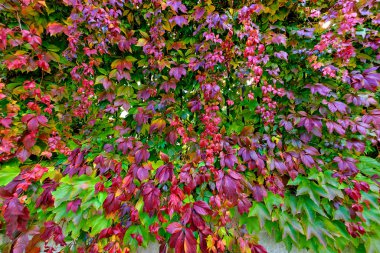 Sonbaharın renkleri, sarmaşığın kırmızı ve yeşil renkli yaprakları.