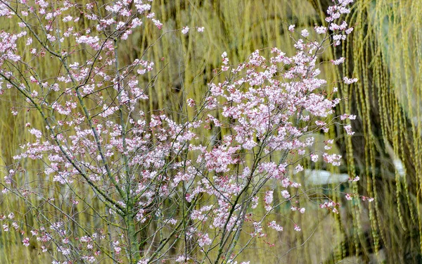 Galhos Uma Árvore Com Flores Rosa Antes Salgueiros Pendurados Verdes — Fotografia de Stock