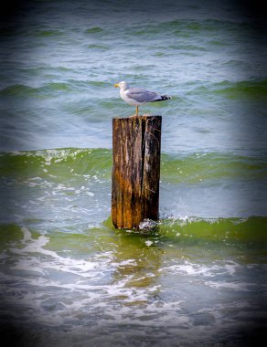 Dalgalı Baltık Denizi 'nde, bir martıya teleskopla bakın.