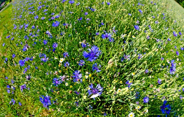 Blau Blühende Maisblüten Einem Haferfeld Bei Sonnenschein Waldviertel Österreich — Stockfoto