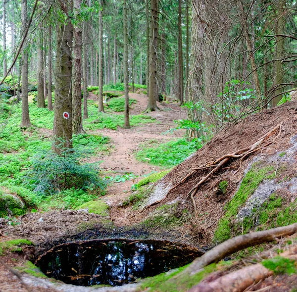 Шлях Через Хвойні Ліси Одним Червоним Позначеним Деревом Північній Частині — стокове фото