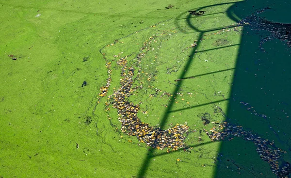 Vattenyta Täckt Gröna Mindre Ankungar Och Färgglada Höstlöv Vid Tullns — Stockfoto