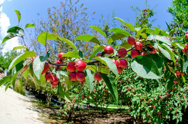 Gałązka Zielonymi Liśćmi Małymi Czerwonymi Owocami Jabłoni Słońcu — Zdjęcie stockowe