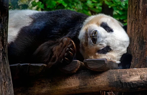 Jovem Panda Gigante Dormindo Madeira Velha — Fotografia de Stock