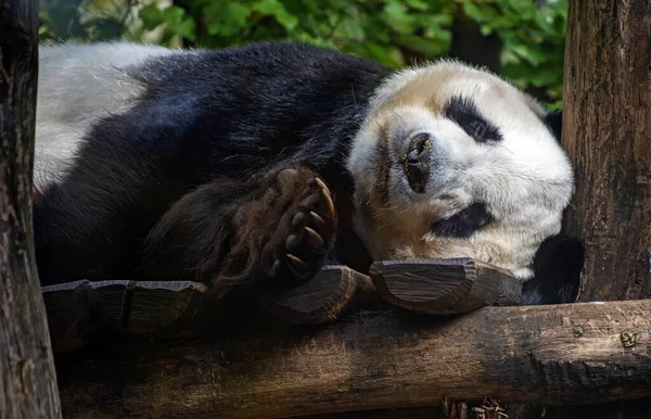 Genç dev panda yaşlı tahtada uyuyor.