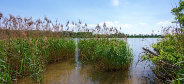  Avusturya 'nın Tulln kenti yakınlarındaki Tuna nehrinde sazlıkla birlikte littoral bölge