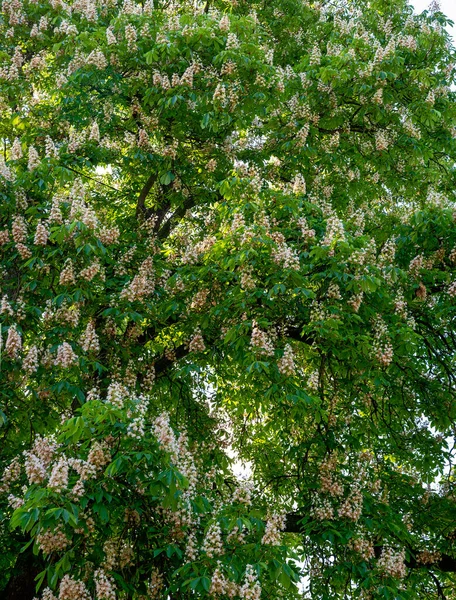 Topo Uma Árvore Castanha Cavalo Poderoso Com Flores Brancas Parcialmente — Fotografia de Stock