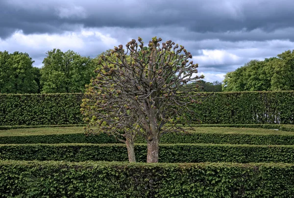 Elaborado Árbol Cortado Parque Del Palacio Drottningholm Primavera Suecia —  Fotos de Stock