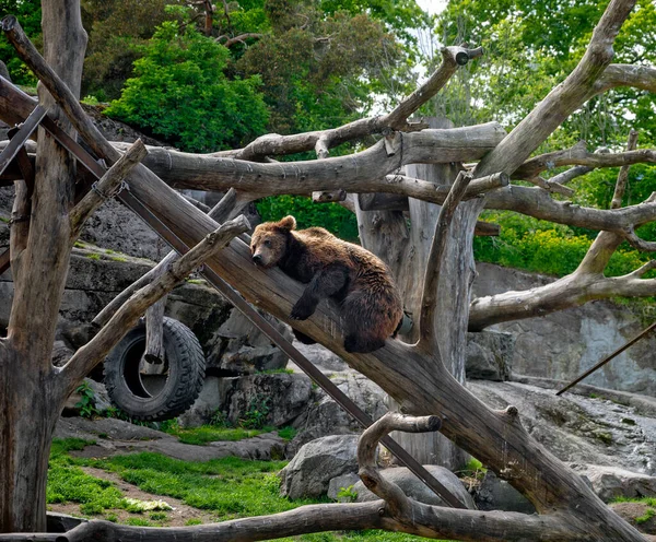 Young Brown Bear Peg Leafless Tree Trunk Animal Garden Skansen — ストック写真