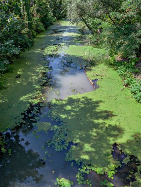 water cours in a riparian forest along the river Danube covered by green duckweed in sunshine, Austria