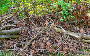 heap of  dry scrap wood in a riparian forest in the danube valley, Austria