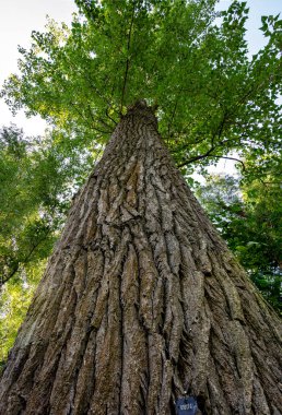 view along the trunk until the top of a mighty linden tree in the riparian forest of Tulln at the river Danube, Austria